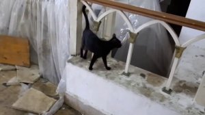 Sharming in 3*,обзор номера и конечно котики...