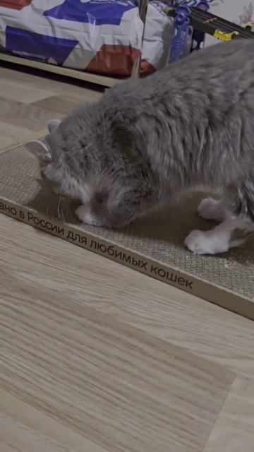 Когтеточка для снятия стресса❤️