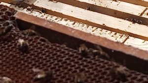 Осмотр гнезда в наблюдательном улье 30 марта 2026 год.