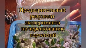Предварительный результат эксперимента по черенкованию гортензии. Видео от 21.02.2026 года.