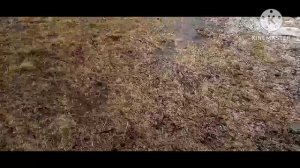 охота на сиреноголового. (Часть5/2 раздел) страшные вещи