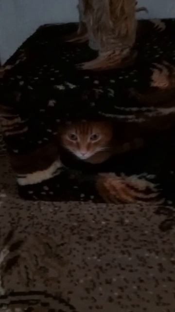 Котик Рыжик в домике