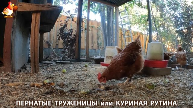 Куриная рутина – что делают куры на выгуле 😂 эпизод (150)