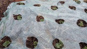 Моя работа вчера! Соседи не дают снять видео! Абрикос зацветает! Юг России 🌴.