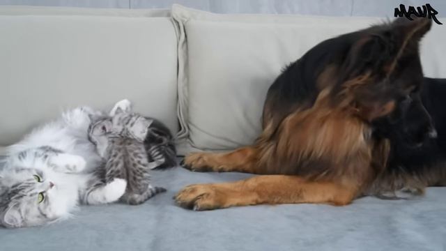 Кошка-мама показывает своим котятам, что немецкая овчарка в безопасности.