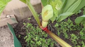 Цветут абрикосы🌺Подняли плитку а там🙄😎Дом на Кубани весной🏠🌼🌸🌺