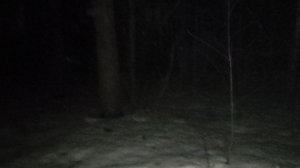 В лесу ночью: воскресный анализ того, что происходит - облажался ли Путин? Удары по Ленобласти 🤔