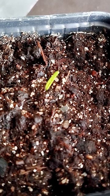 Первый всход лука эксибишен