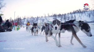 🐕 «Берингия-2026»