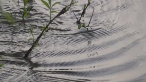 Водная фантазия. Релакс. 10