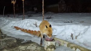 (1254) Лиса приходит в гости. Март 2026