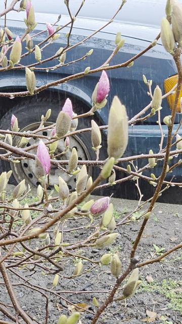 магнолия 2026