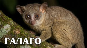 Галаго: Маленький Примат | Интересные факты про галаго