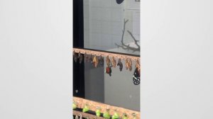 Тенерифе: Рождение  бабочки