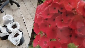 Распаковка #Флоксов из посылки от агрофирмы Поиск - оценка саженцев.
Видео.