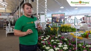 Примула: пышно- и долгоцветущий, яркий и неприхотливый первоцвет.