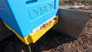 Пчёлы 2026-03-30 часть 1