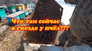 ОСНОВНАЯ РЕВИЗИЯ ПЧЁЛ ПОСЛЕ ЗИМОВКИ, СИЛА СЕМЬИ И РАСПЛОД.