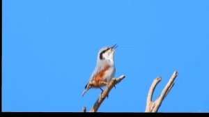 2026/3/28: Поползень поёт над Лесным пляжем солнечным утром (песня 2)