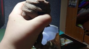 распаковка повелителей леса сбабам.mp4