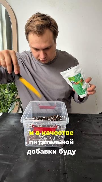 Восстановление фикуса: пересадка и уход