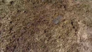 Пуляю чехол от телефона📱