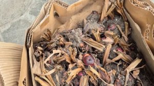 Вытащила из подвала и посадила КАННЫ