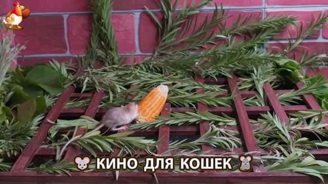 Видео для кошек про крысок развлекать питомцев 🐭🐀😂 (493)