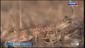 Марокканская саранча может атаковать ставропольские поля