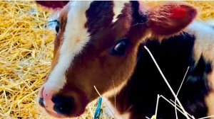 Я думала что это телята от новых коровок, а оказалось это НАШИ ОТЕЛИЛИСЬ❤️