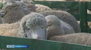 На Ставрополье директор фирмы ответит перед судом за мошенничество и неправомерный оборот средств