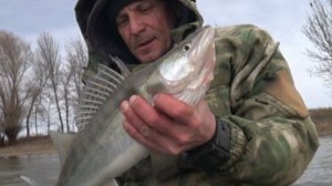 рыбалка март 2026.Ветер дул, судак клевал.Ловля судака .