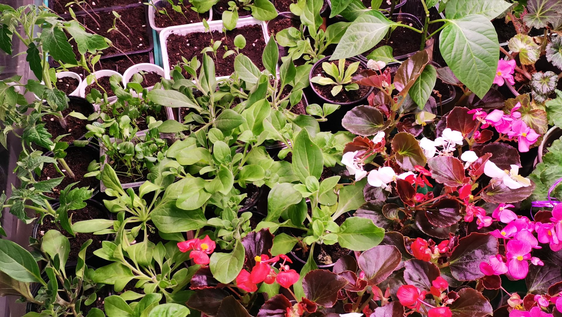 Не пичкаю свою рассаду множеством удобрений и имею на это право как и Вы!