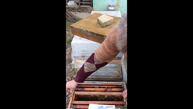 29.03.2026 Сегодня на пасеке Подгорное.