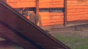 28.03.26г.Пока Шерхан играл с детьми, прохаживался, весь вечер Киара простояла наблюдая