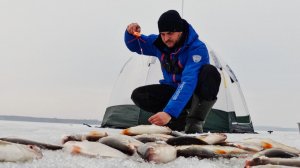 ПЛОТВА ПОПЕРЛА! Шикарное закрытие сезона зимней рыбалки