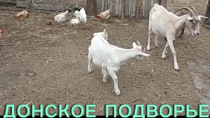 Деревенские будни//Джем из замороженных ягод//Козы//Огород//Рассада.