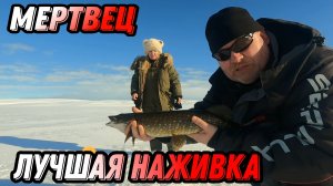 ЩУКА на ЖЕРЛИЦЫ в ТУНДРЕ КОЛЬСКОГО полуострова.