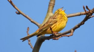 Птицы Новгородской области, Ушерско, Обыкновенная Овсянка поёт, 30 марта 2026