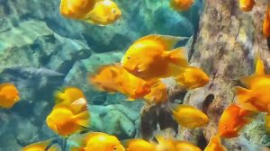 Вьетнам. Океанариум,Парк развлечений VINPEARL,