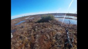 Охота на гуся 2025. Живём в избе на болоте