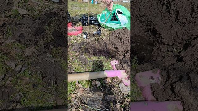 Посадка смородины в прикоп и роза в горшке. 29 марта 2026