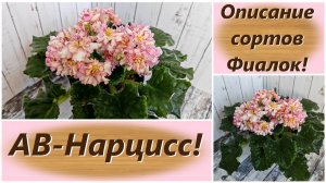 Описание сортов Фиалок! АВ-Нарцисс!