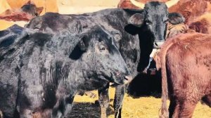 Вы только посмотрите КАКОЙ ПРИПЛОД дали наши многострадальные зебу!!!