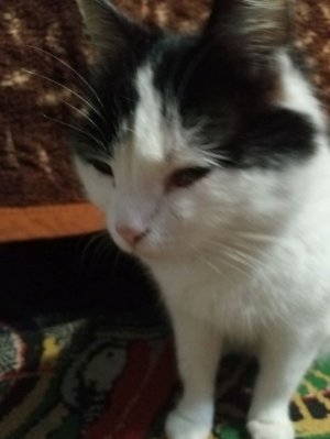 КАДАБЕЛЬКА