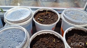 Теплица. Печалька в курятнике. Моя швейная машинка.Вязание продвигается. Скоро будут цыплята.