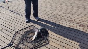 поимка форели