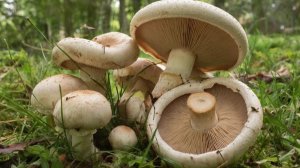 КАК Я ВЫРАСТИЛ ШАМПИНЬОНЫ