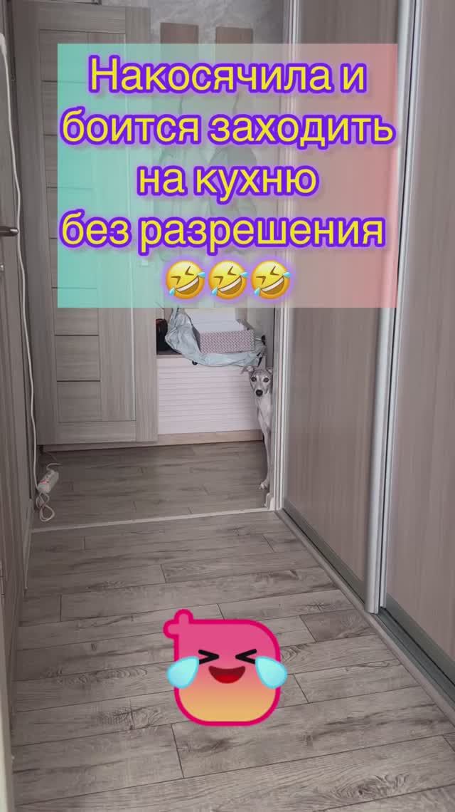 Юна. Накосячила и боится заходить на кухню без разрешения 🐶