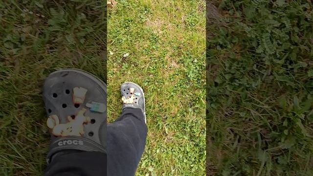 я создал целый зоопарк насекомых но там есть и улитка